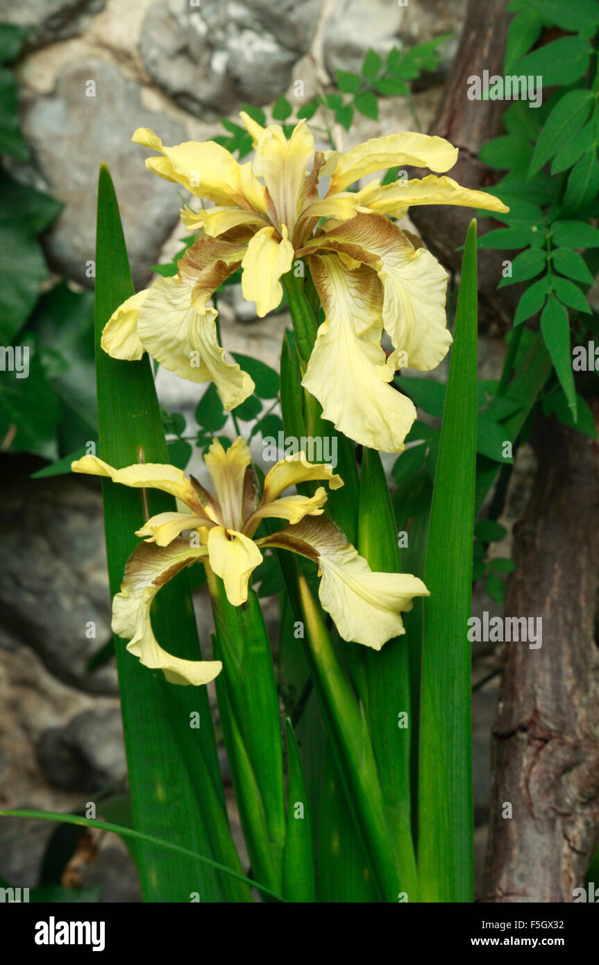 Iris foetidissima 'Citrina', Stinking Iris, Roast Beef Plant, yellow