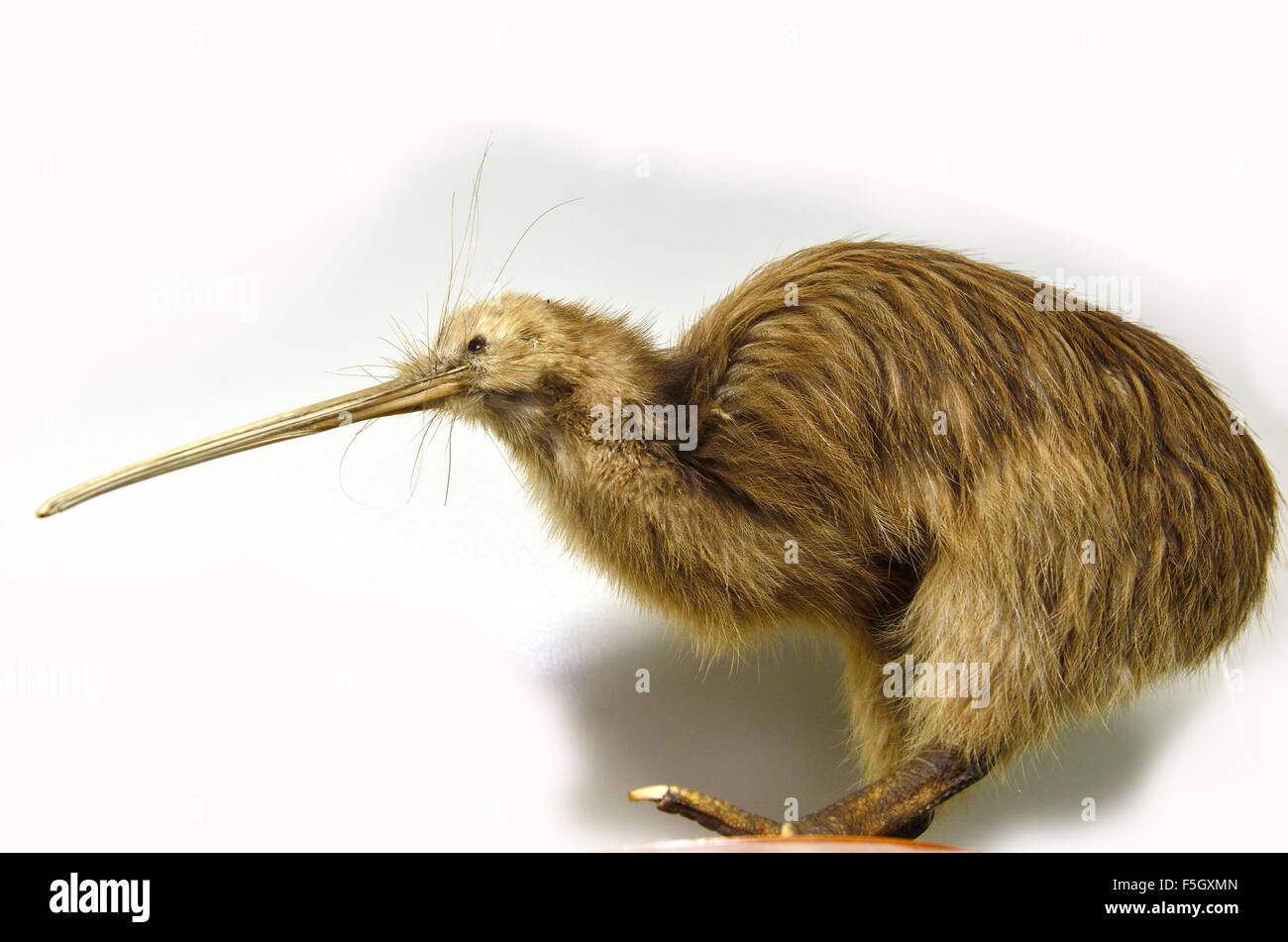 Stuffed and mounted specimen of a North Island brown kiwi, from its natural habitat in Trounson Kauri Park.northland.New Zealand Stock Photo