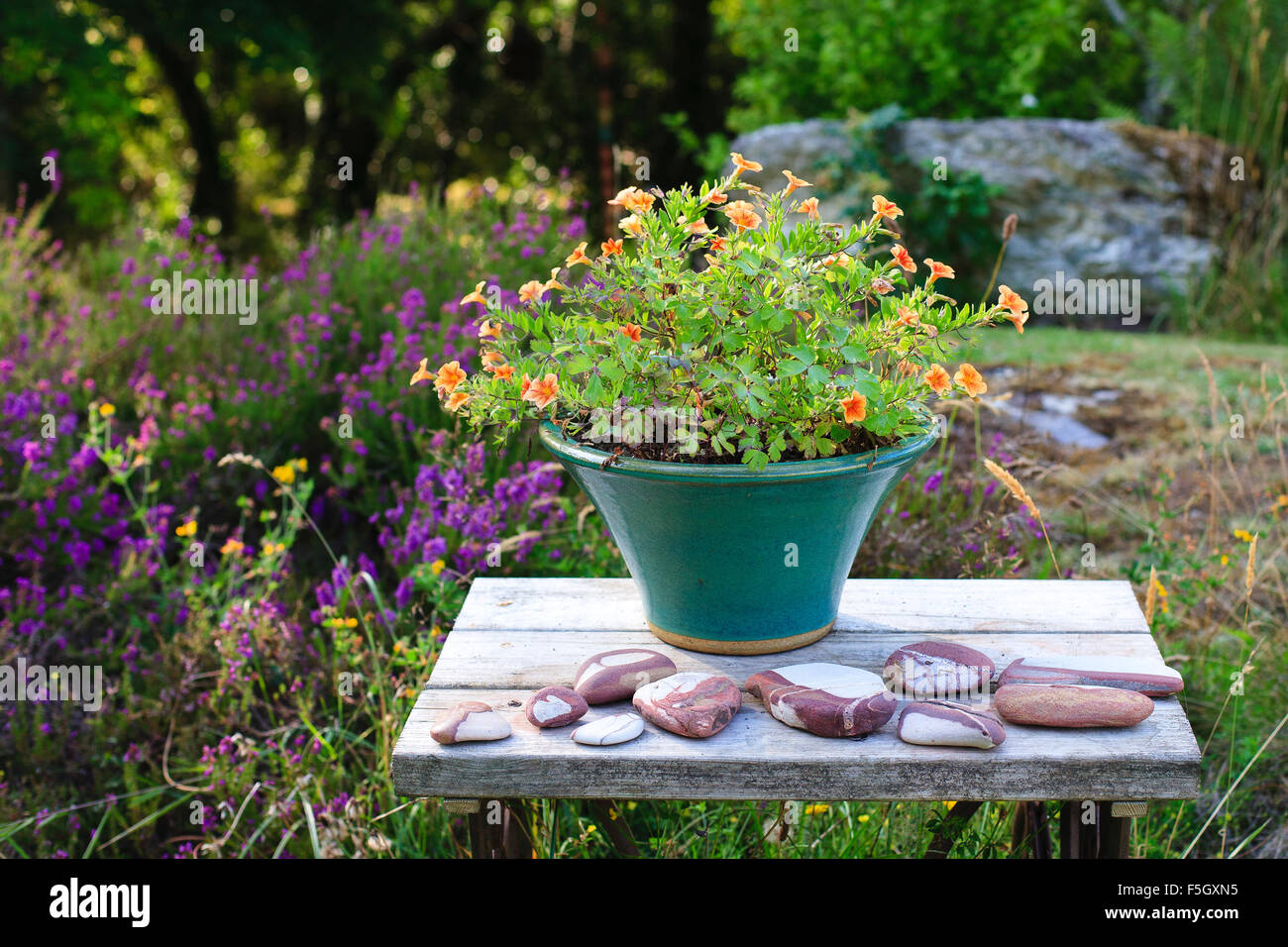 Flowers in plant pot on wooden table outdoors, with pebbles Stock Photo