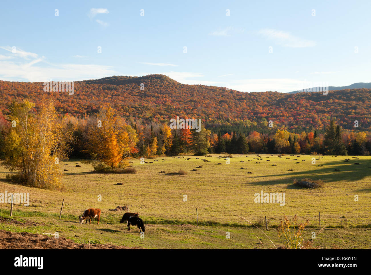 Cows on a dairy farm in autumn,  Vermont VT USA Stock Photo