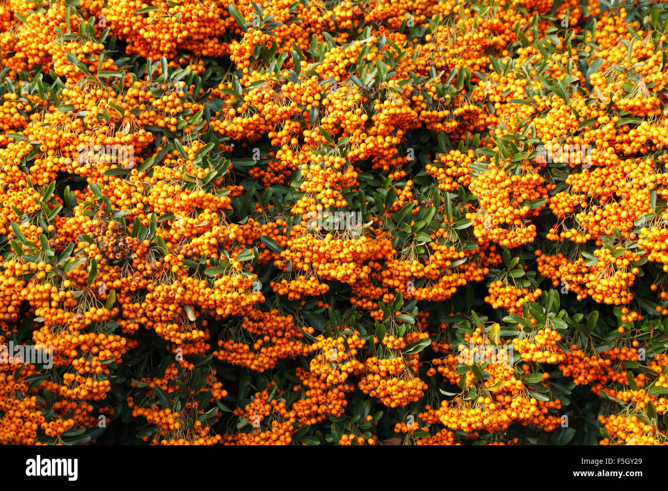 Pyracantha 'Orange Glow' , autumn berry berries garden plant shrub shrubs plants fall Stock Photo