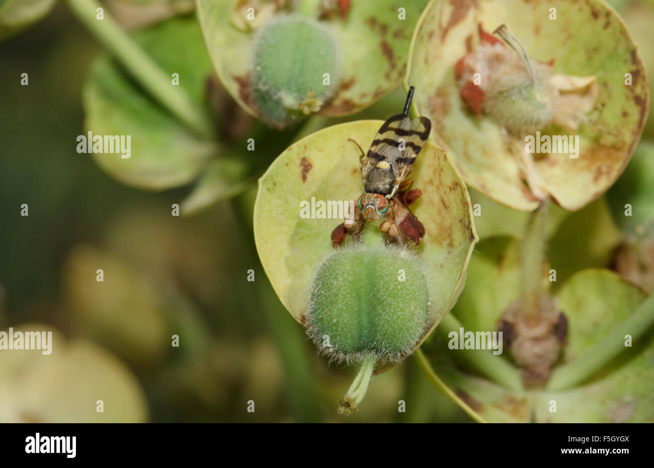 Macro of a fruit fly resting on a plant. Lemnos island, Greece Stock Photo