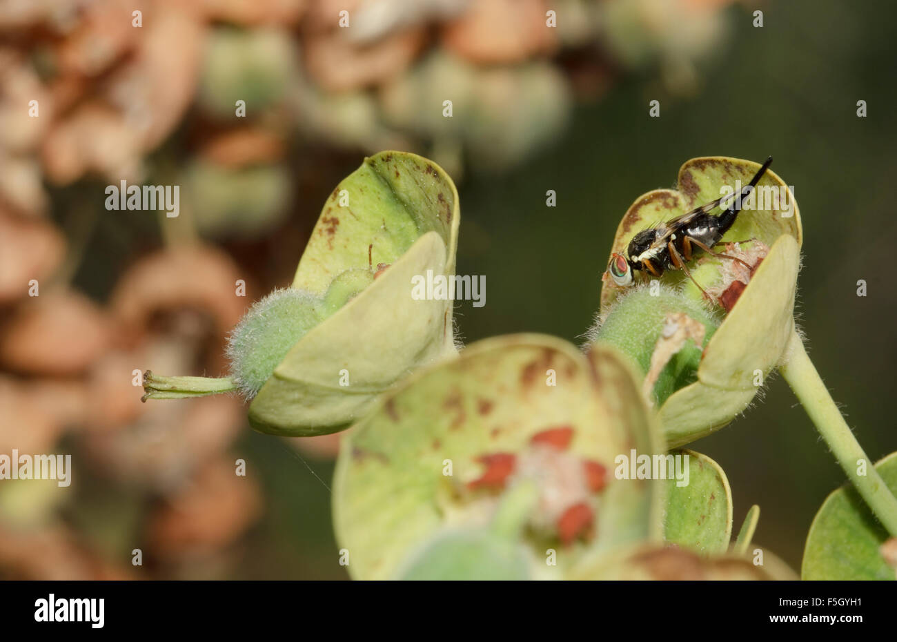 Closeup photo of a fruit fly (Tephritidae family) insect resting on a plant's stem Stock Photo