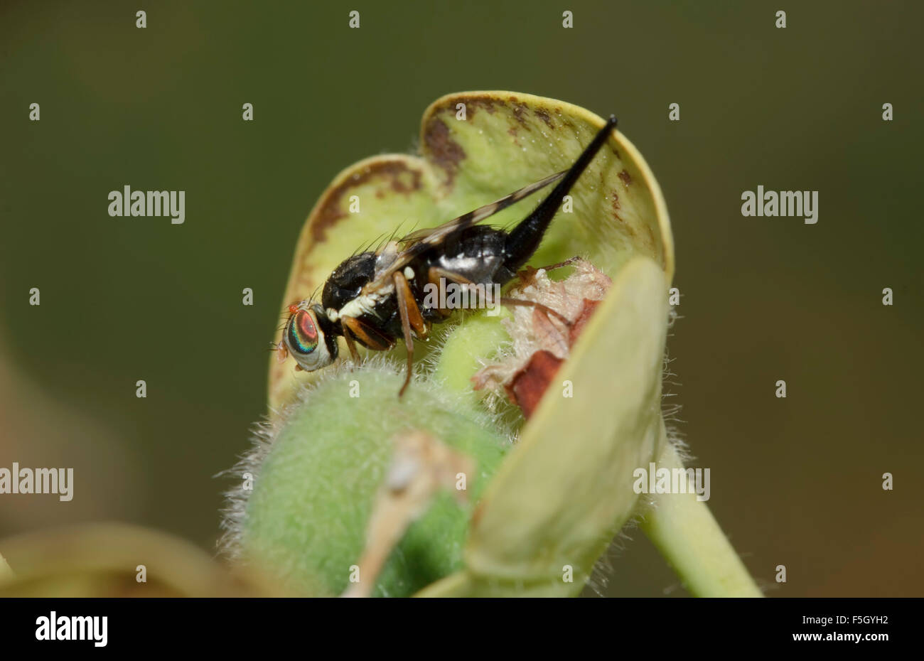 Macro photo of a fruit fly insect resting on a plant's stem. Stock Photo