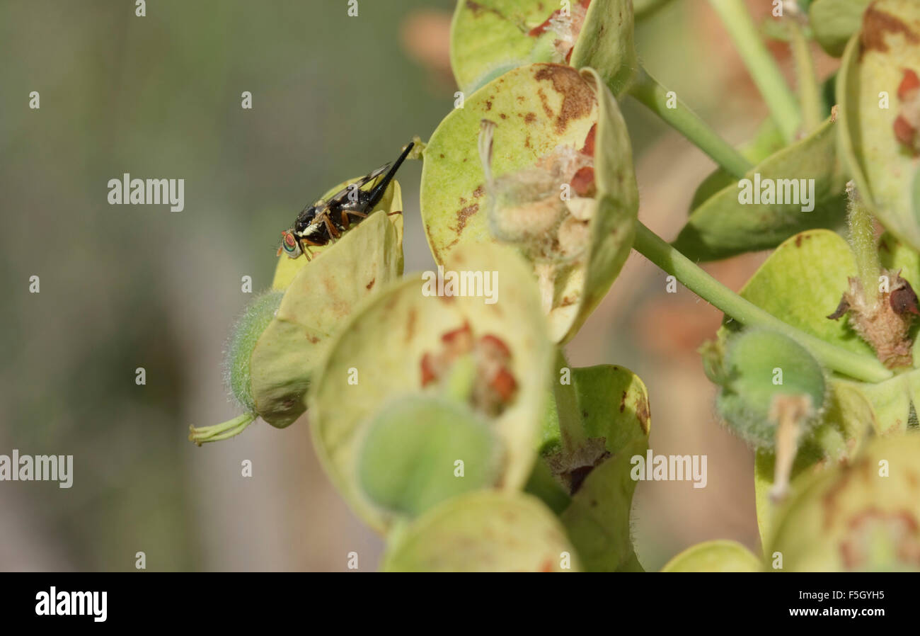 Closeup of a fruit fly (Tephritidae family) sitting on a plant Stock Photo
