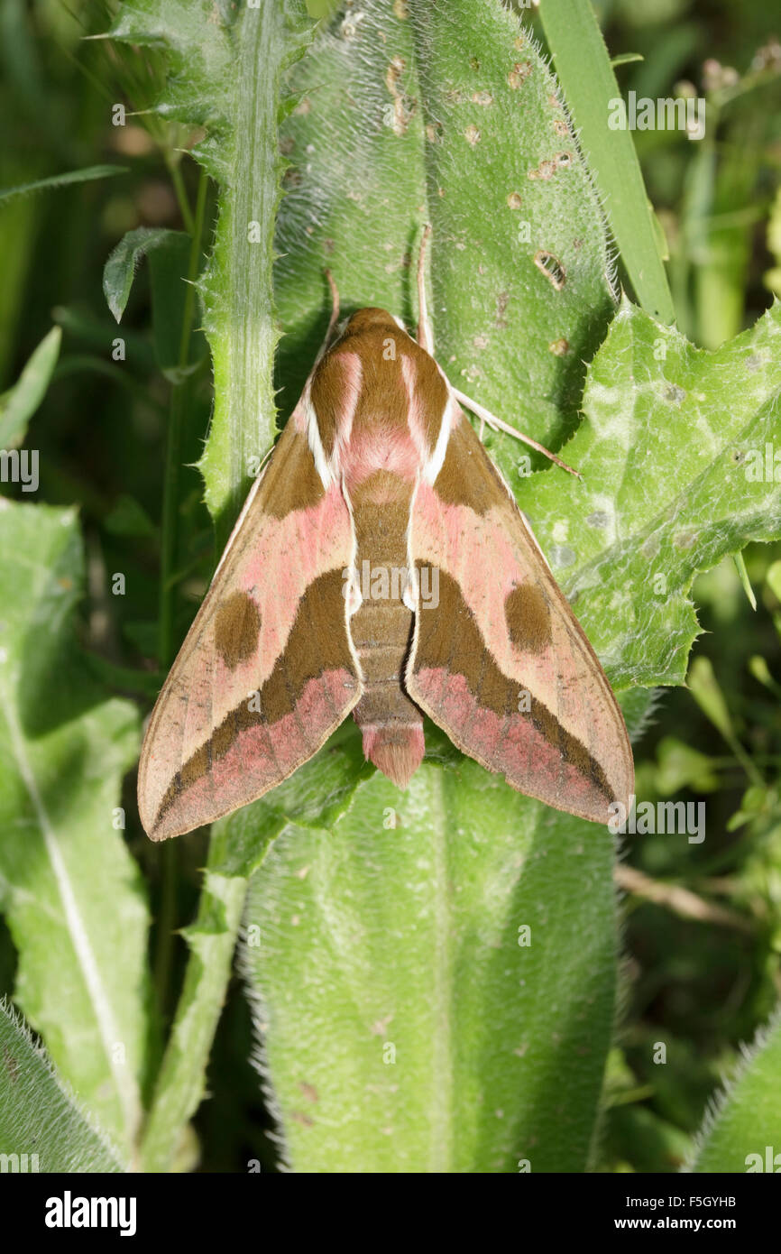 Macro shot of sp. Hyles nicaea or mediterranean hawk-moth insect resting on a leaf. Stock Photo
