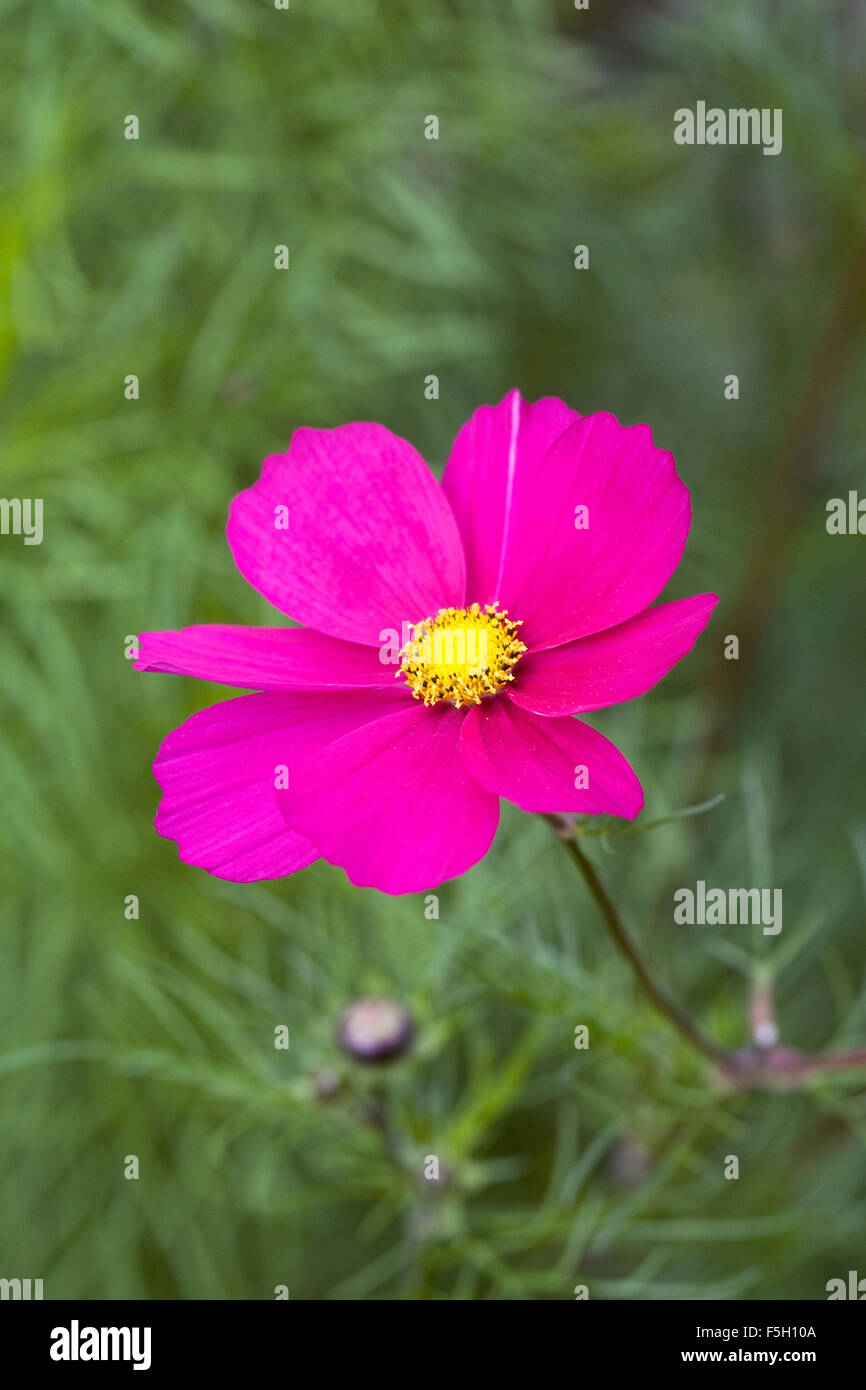 Cosmos bipinnatus flower. Stock Photo