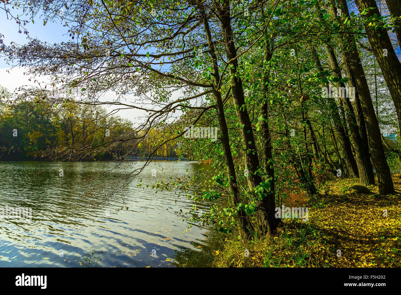 Park with Trees by Lake in Autumn Season Stock Photo - Alamy