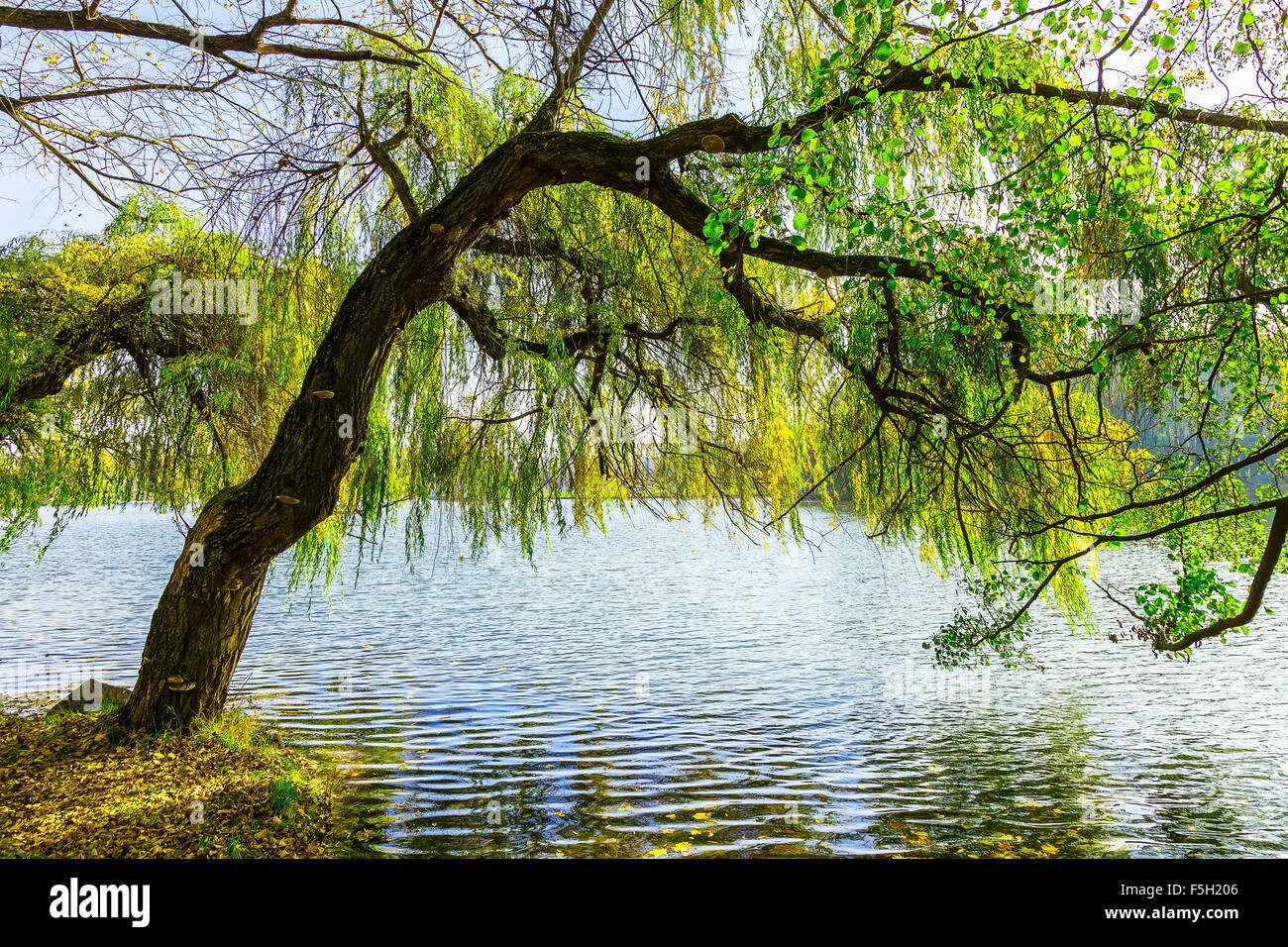Tree Growing by Lake and Tree Branches Hanging over Water Stock Photo