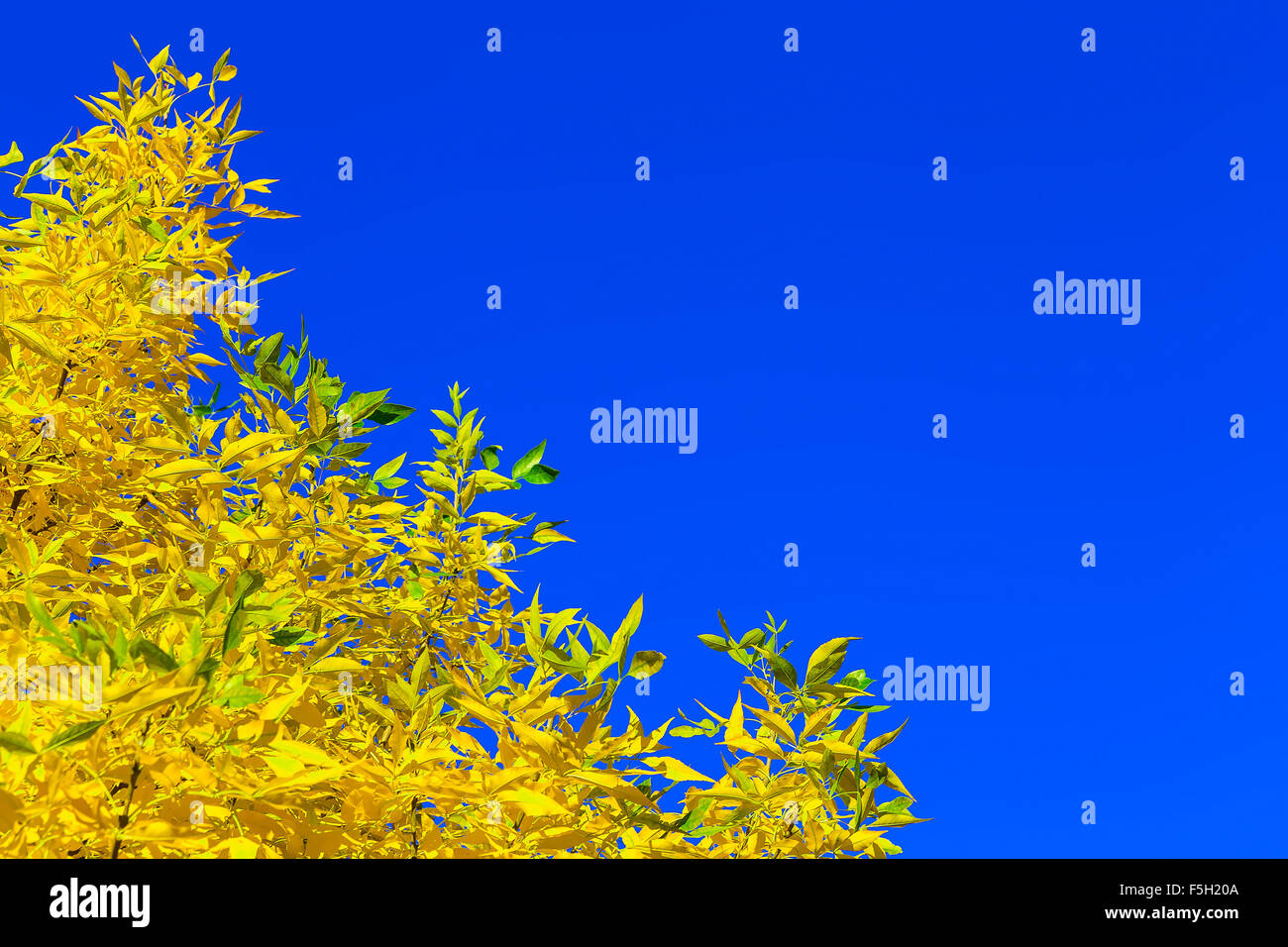 Leaves with the Blue Sky Background in Autumn Stock Photo - Alamy