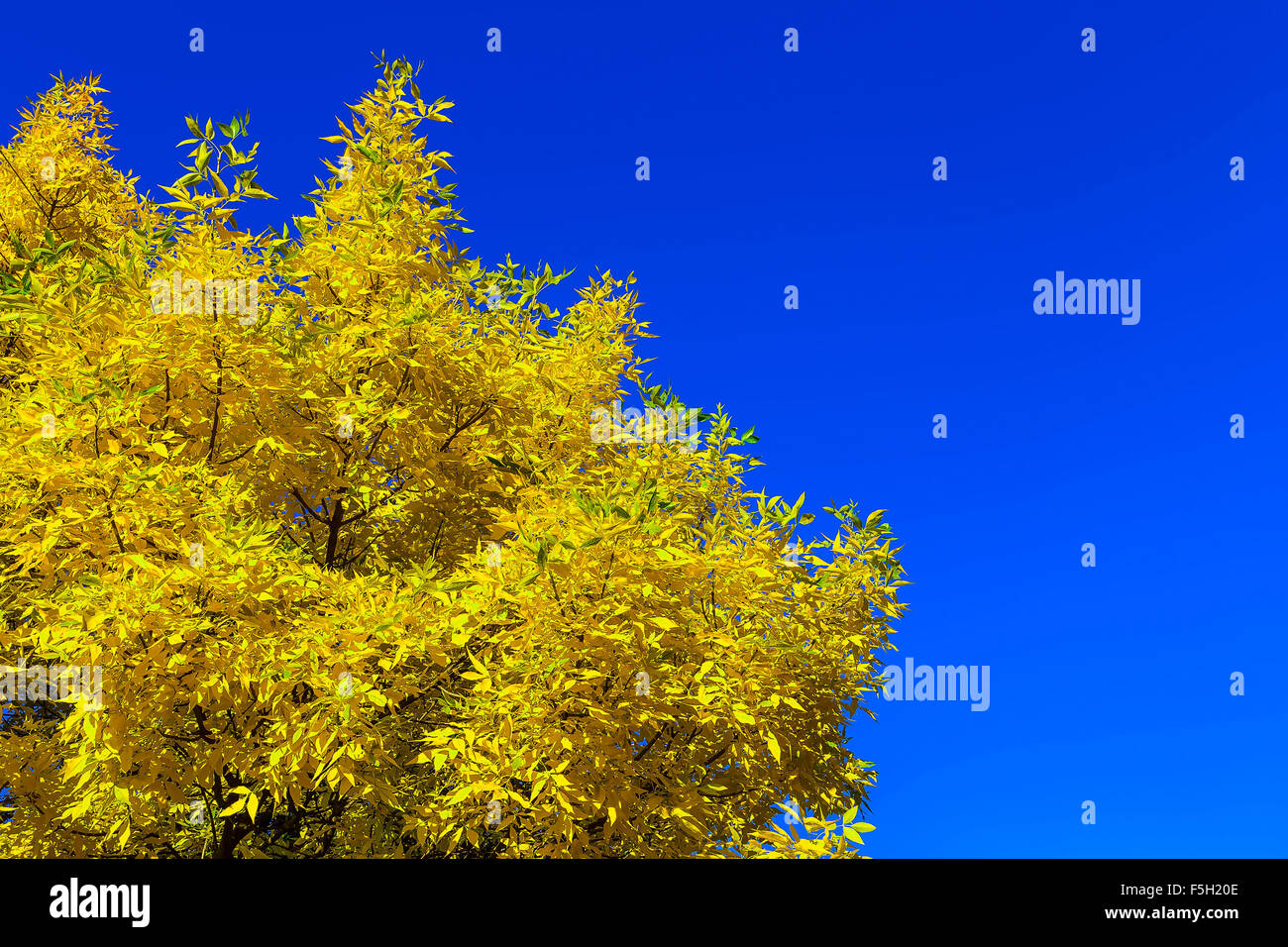 Autumn Leaves with Blue Sky Background at Sunny Day Stock Photo - Alamy
