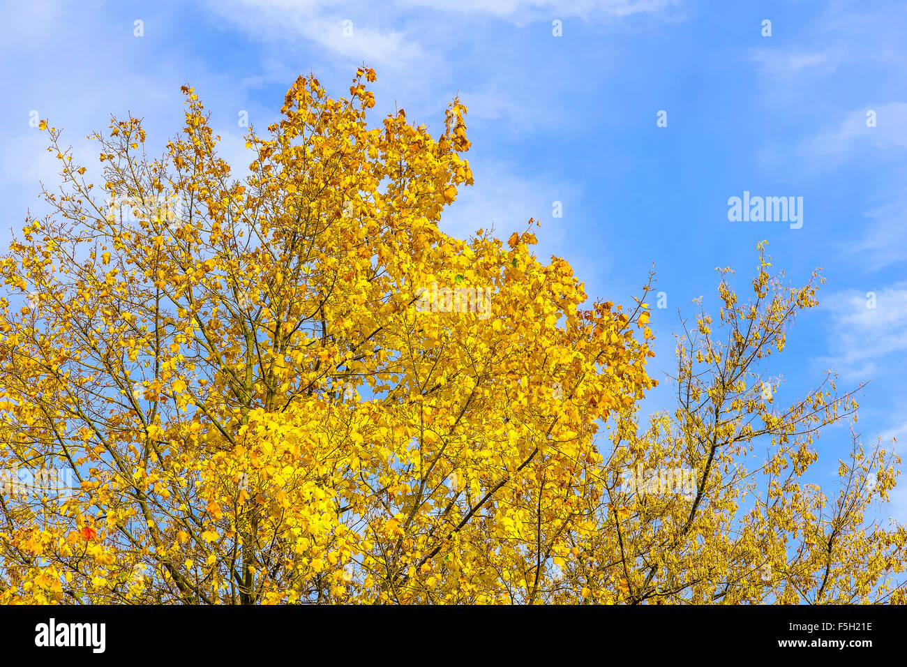 Branches with Yellow Leaves Against Sky in Autumn Season Stock Photo