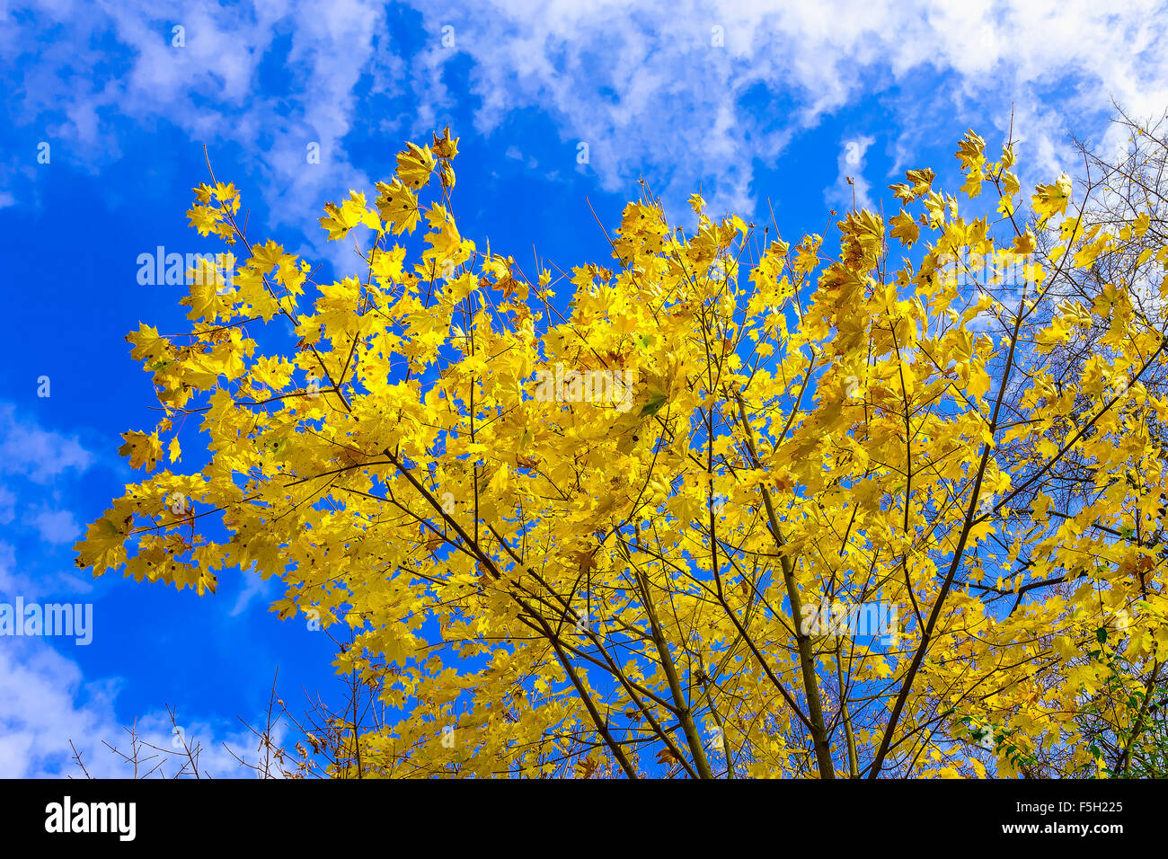 Yellow Maple Leaves Against Blue Cloudy Sky in Autumn Season Stock ...