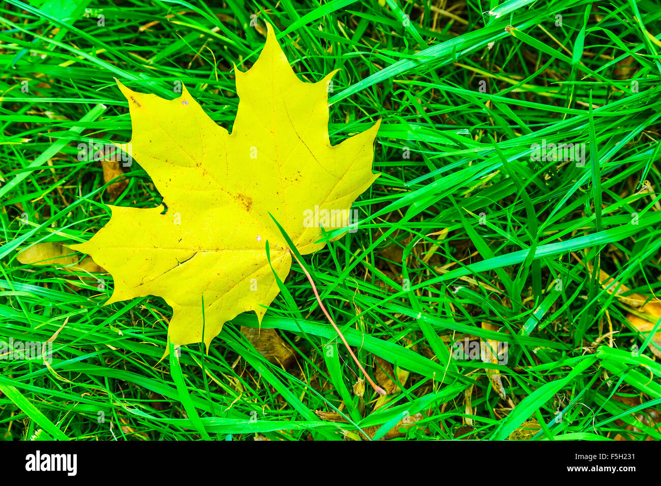 Fallen Yellow Maple Leaf on Green Grass Stock Photo - Alamy