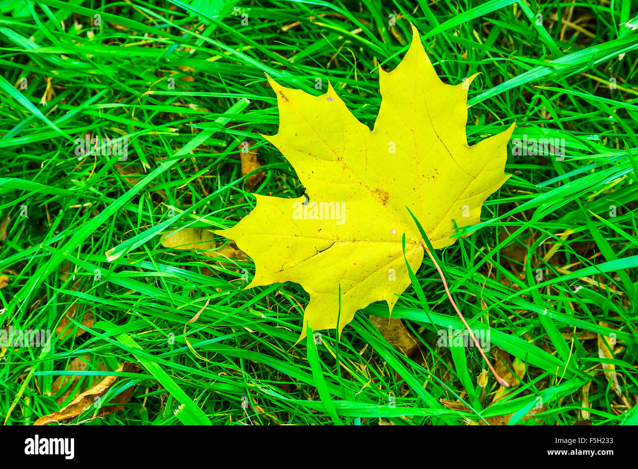 Autumn Leaf of Maple on Green Grass Stock Photo - Alamy