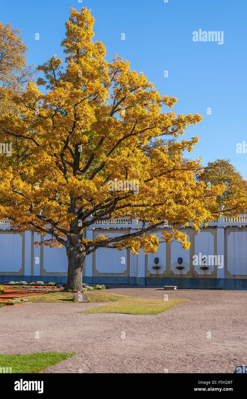 Autumn Golden Oak Tree Stock Photo Alamy