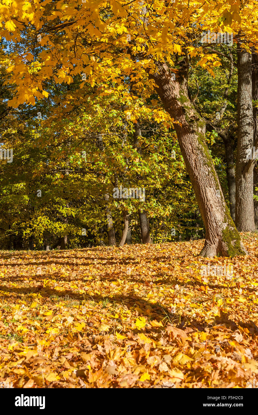 Falling red maple tree leaves hi-res stock photography and images - Alamy