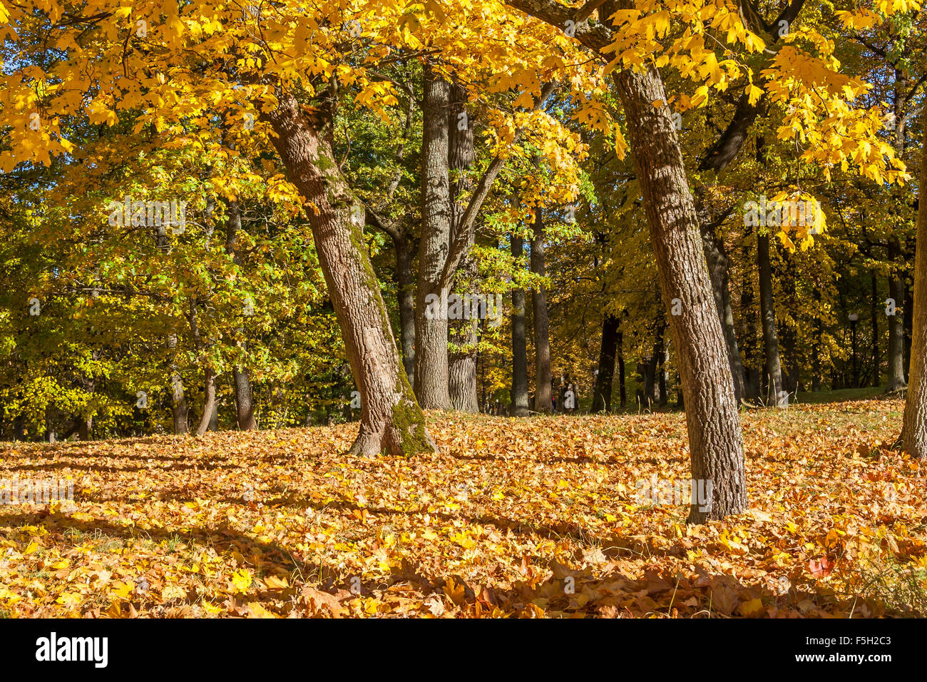 Leaves Falling From An Autumn Maple Trees Stock Photo
