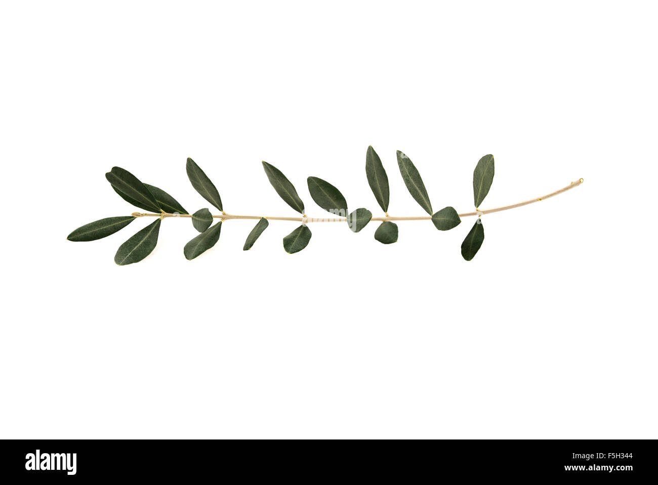 Olive tree twig with leaves isolated on white background. A single branch of peace symbol Stock Photo