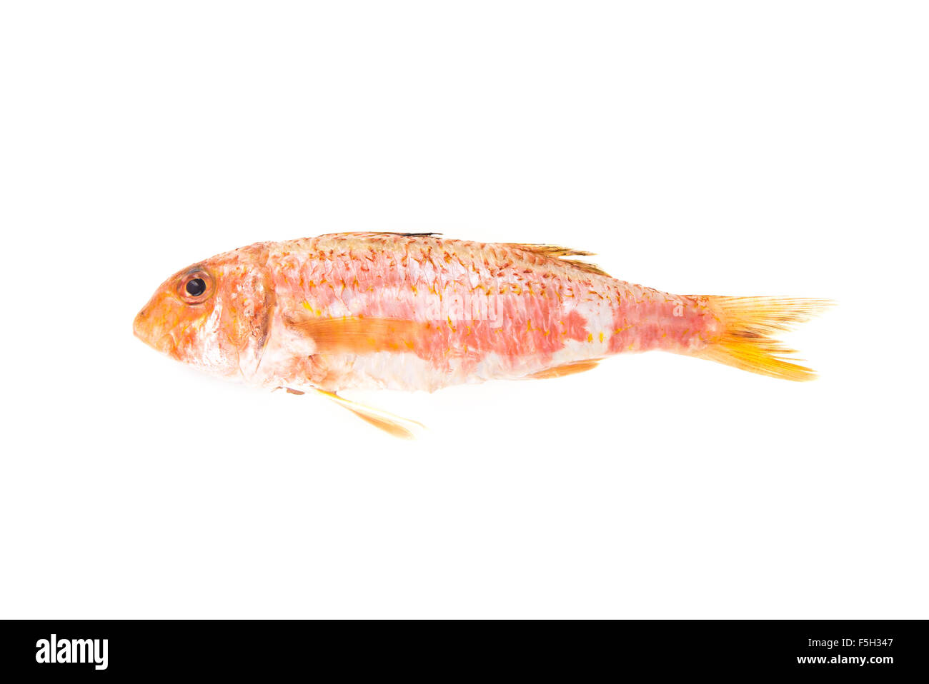 Red Mullet typical mediterranean seafood. Raw food for italian specialty gourmet Triglie alla Livornese. Stock Photo