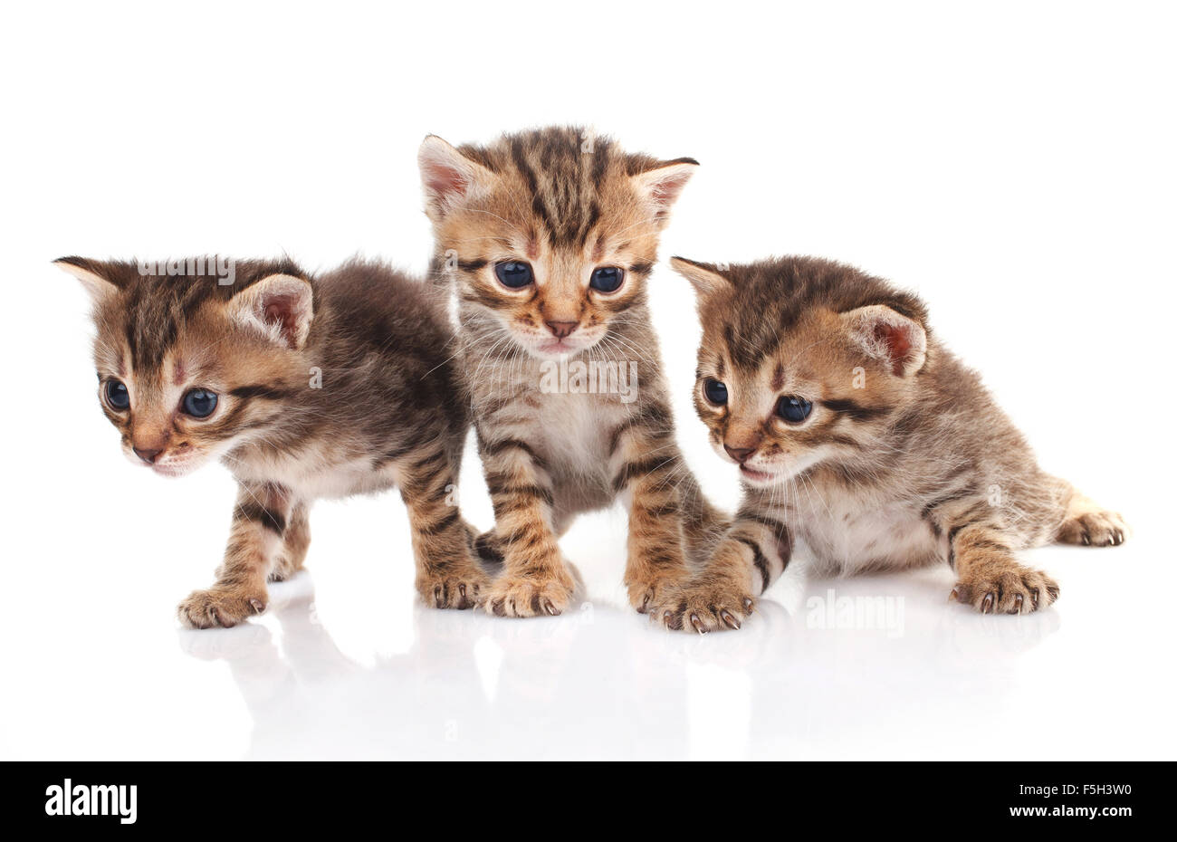 Animal Friendship Three Kittens Two Hi Res Stock Photography And Images Alamy