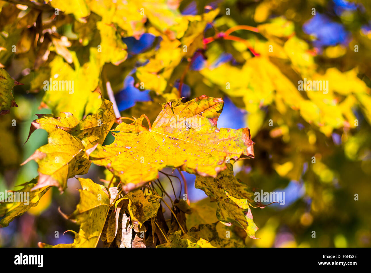 Abstract autumn background, old orange leaves, dry tree foliage, soft focus, autumnal season, changing of nature, bright sunligh Stock Photo