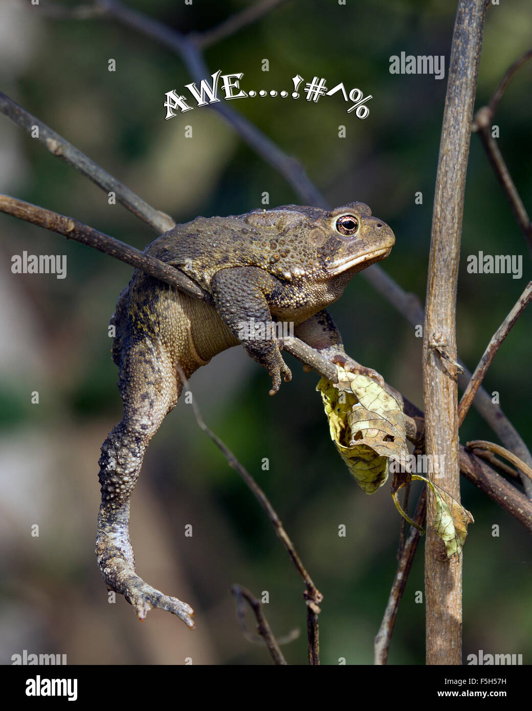 I found this Toad caught in the fork of some branches which made for some great pictures. Stock Photo