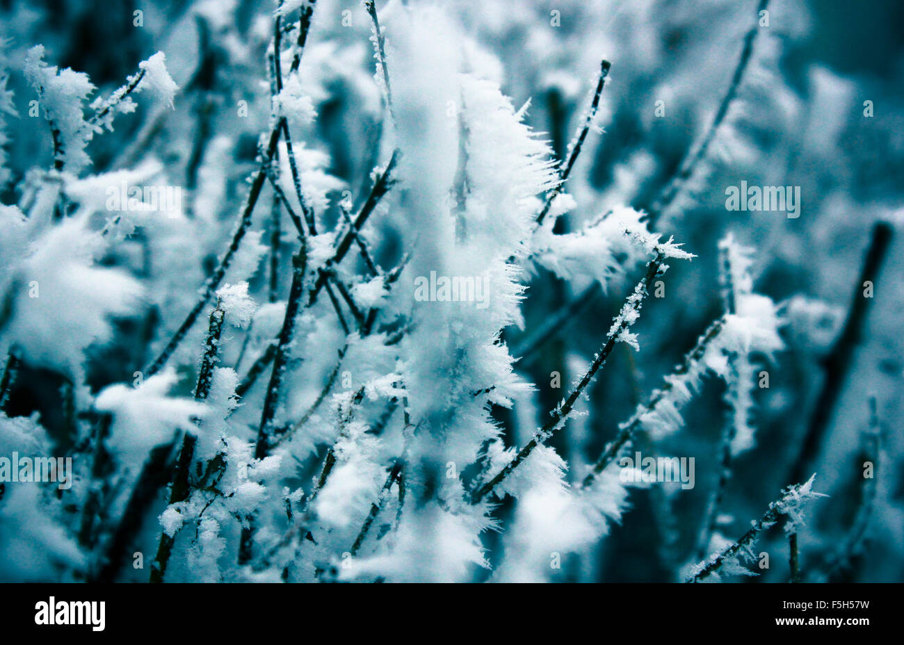 Winter leaves in the frost. Abstract background Stock Photo