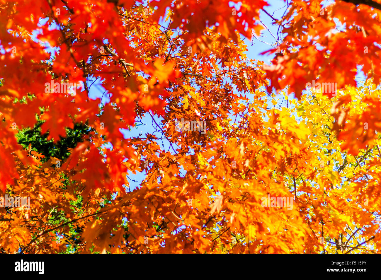 Abstract autumn background, old orange leaves, dry tree foliage, soft focus, autumnal season, changing of nature, bright sunligh Stock Photo