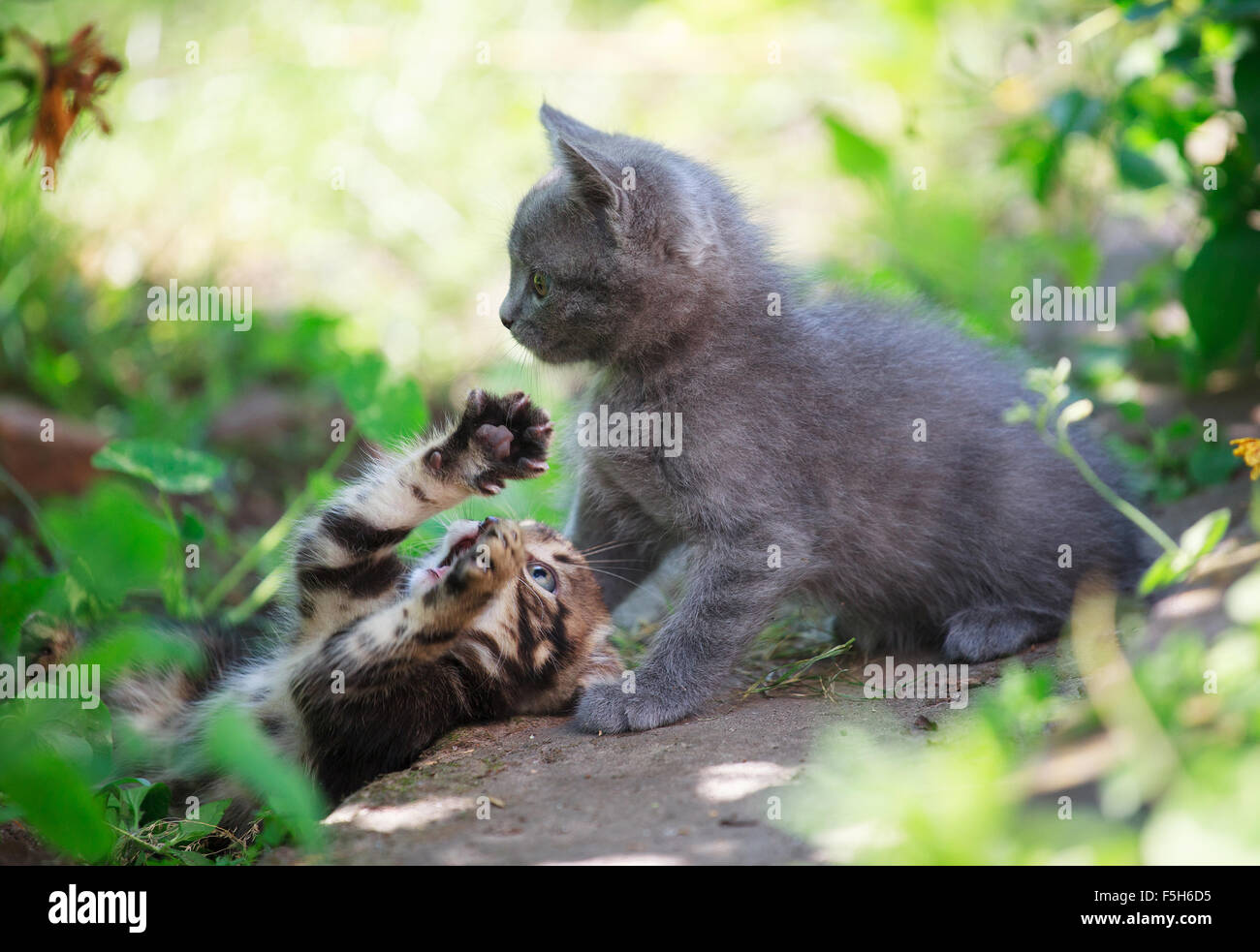 two kittens playing in the grass Stock Photo - Alamy