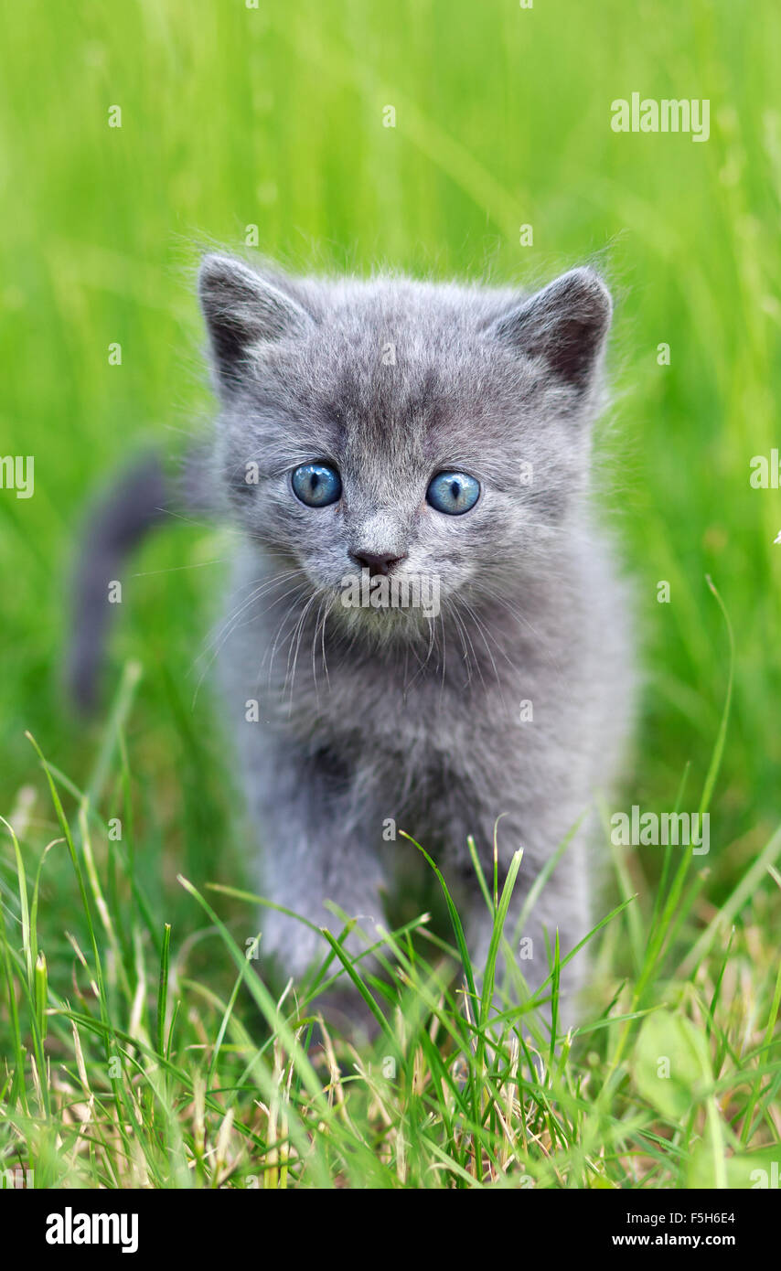 cat walking in grass Stock Photo - Alamy