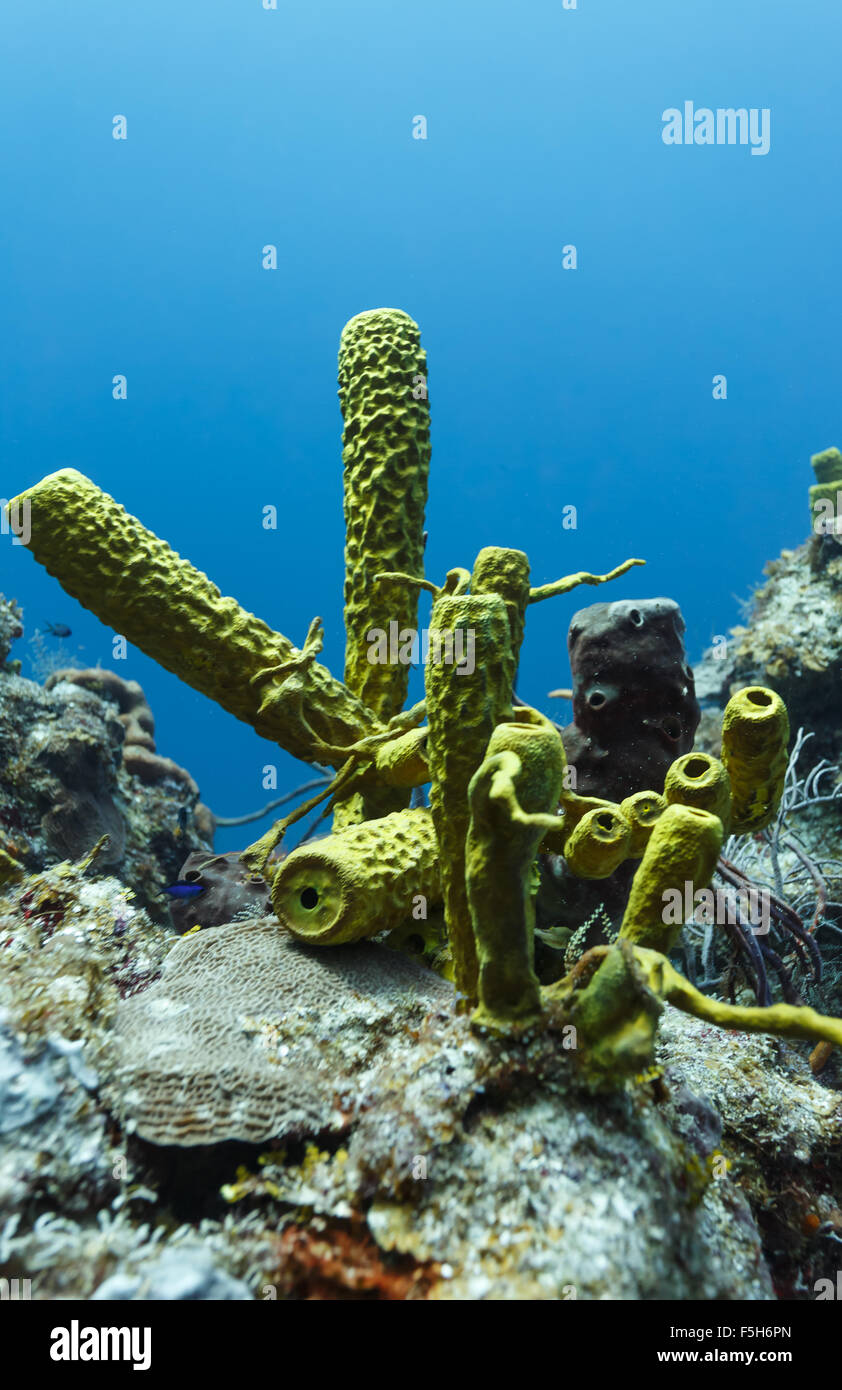 Closeup view of green tube sponges with blue background on coral reef