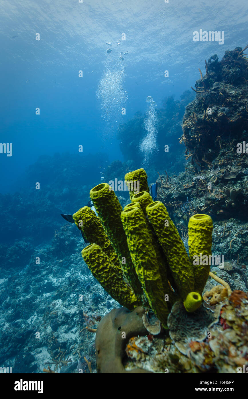 Closeup of green tube sponges with scuba divers' bubbles in background