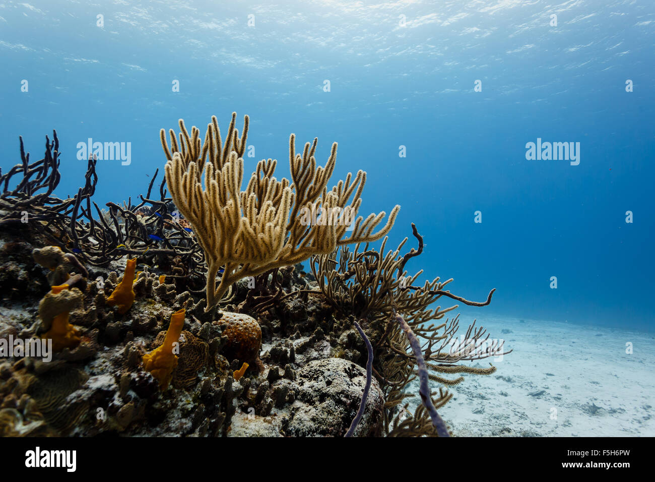 Close-up of branch corals on tropical reef in clear blue Caribbean sea Stock Photo