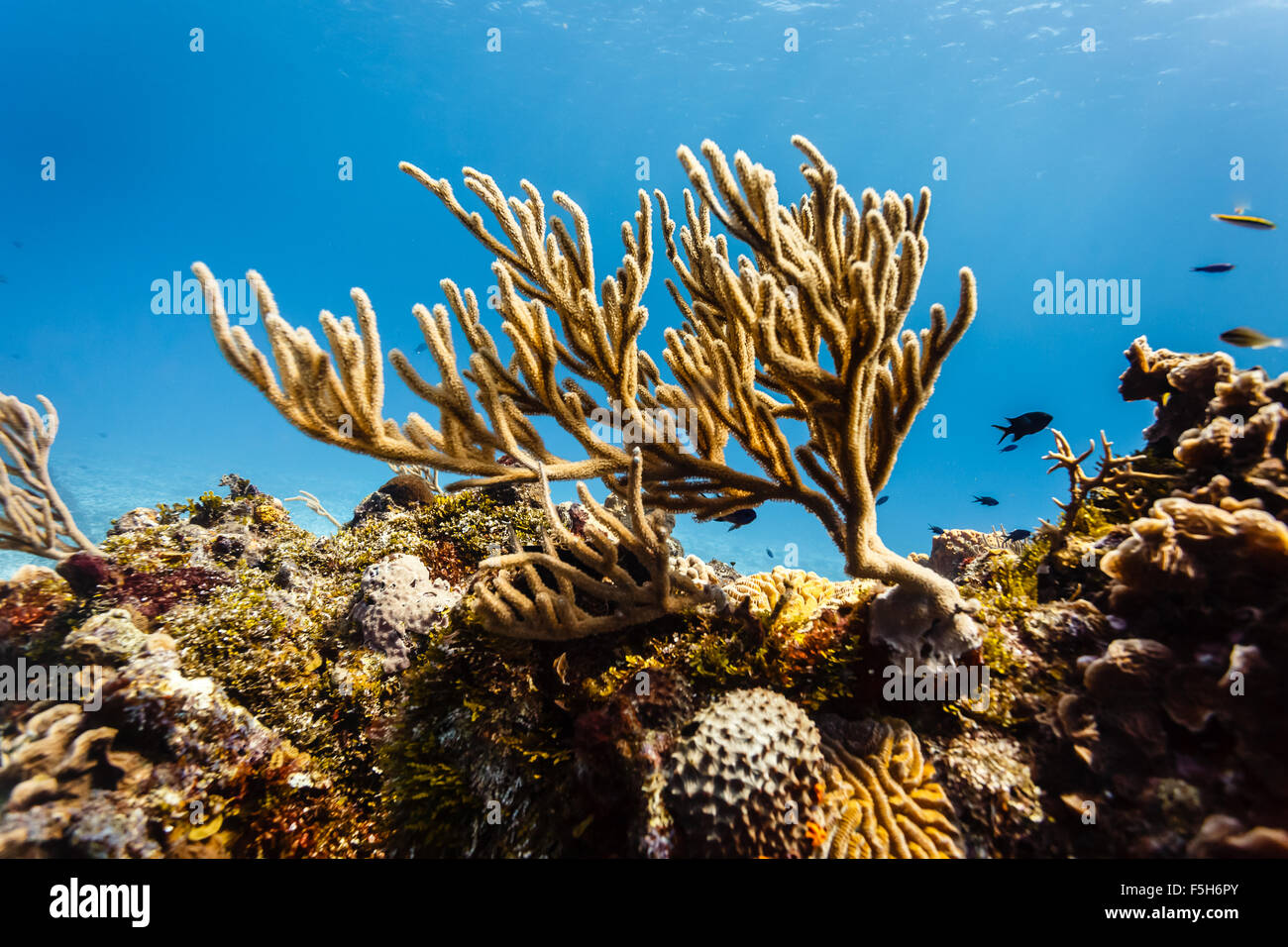 Close-up of branch corals silhouetted against blue ocean on ridge of tropical reef with brain corals below Stock Photo