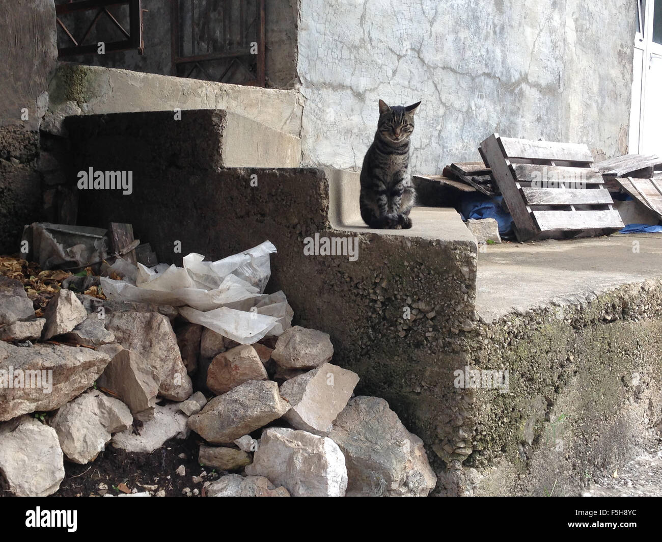 Grey cat sitting on stairs Stock Photo Alamy