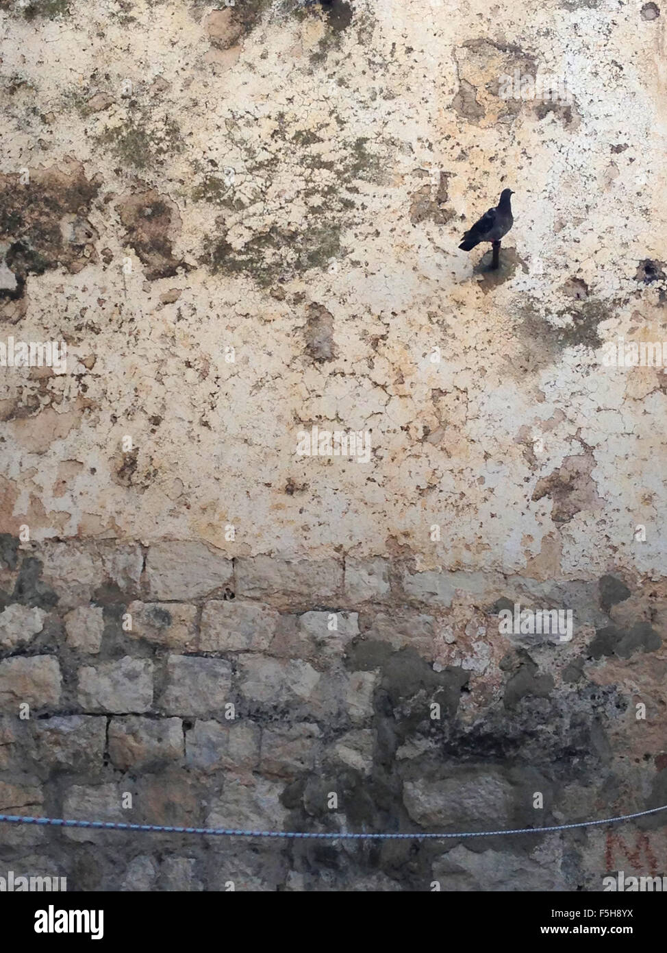 pigeon in Dubrovnik, Croatia Stock Photo