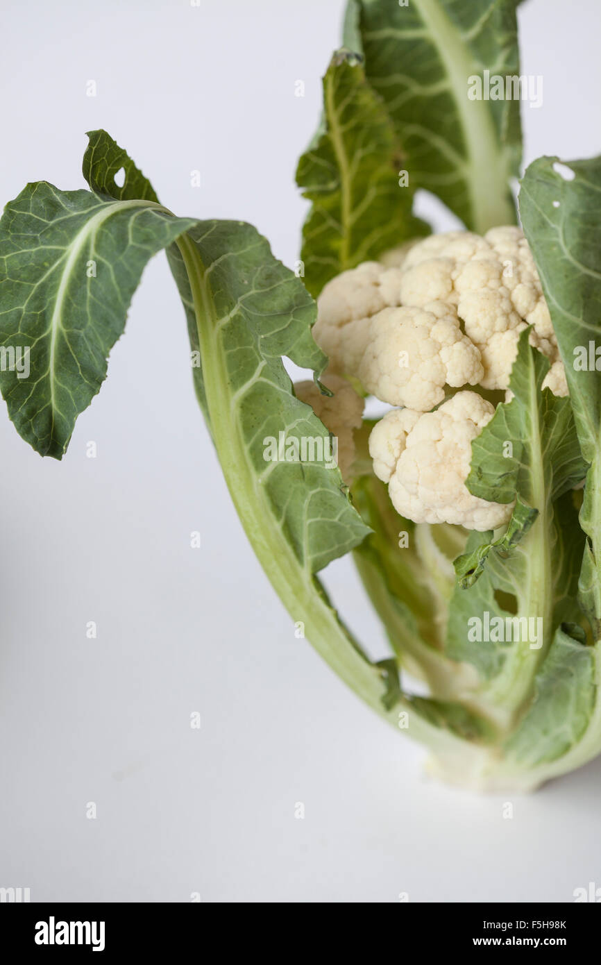 cropped small head of cauliflower on white with curved leaf on left Stock Photo