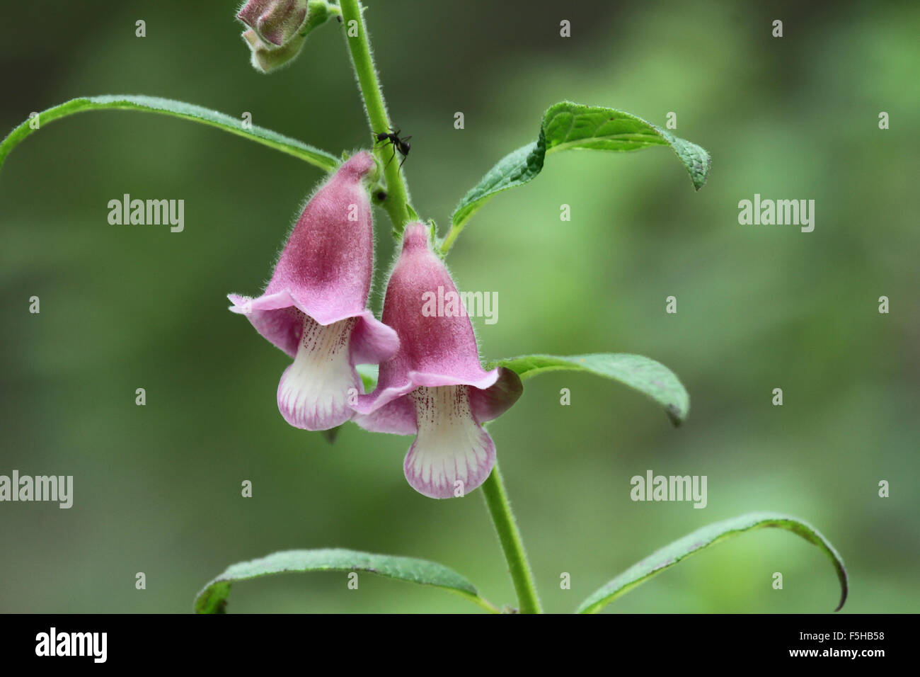 Purple Bell Flower Stock Photo Alamy