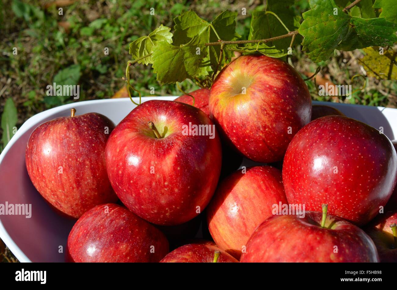 Nutritious juicy hi-res stock photography and images - Alamy