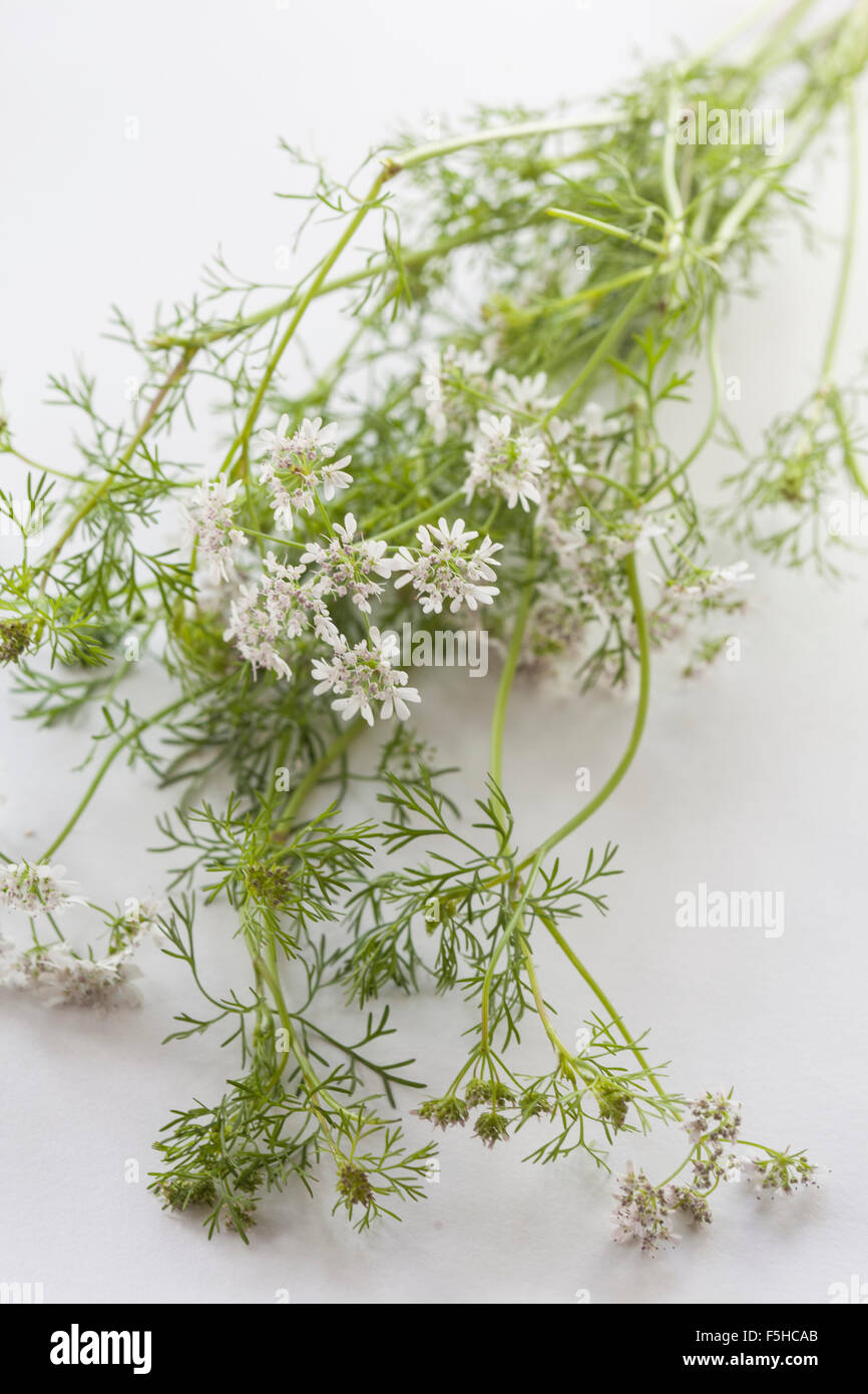 cut cilantro blossoms on white Stock Photo