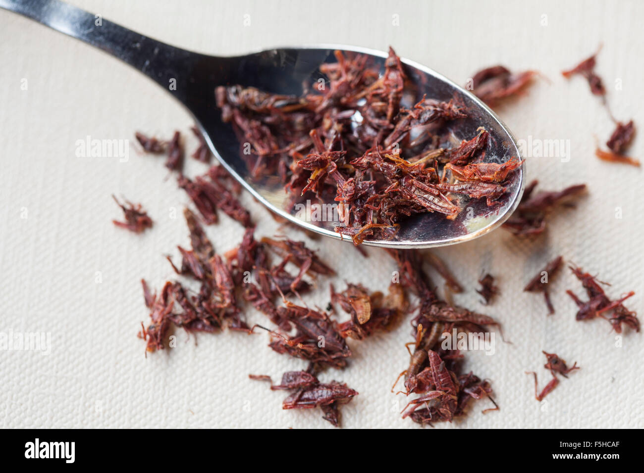 Chapulines(toasted grasshoppers) in a spoon and surrounding the spoon Stock Photo