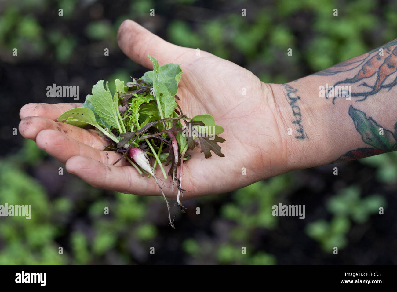 Hand and forearm of gardener holds micro roots above garden Stock Photo