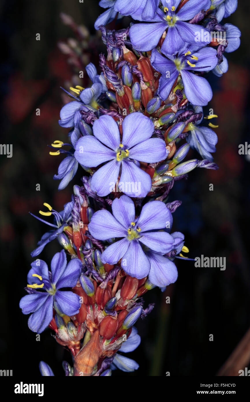 Close-up of Aristea/ Blousuurkanol Flower Spike - Aristea capitata [syn. A. major ]- Family Iridaceae Stock Photo