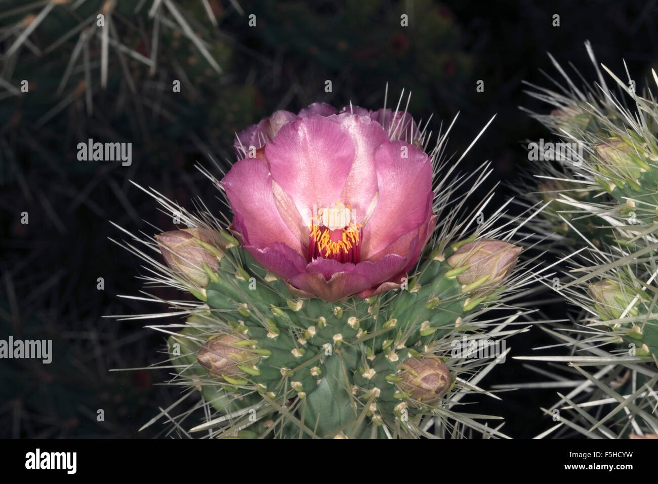 Flower of the Paper Spine cactus flower- Tephrocactus articulatus - Family Cactaceae Stock Photo