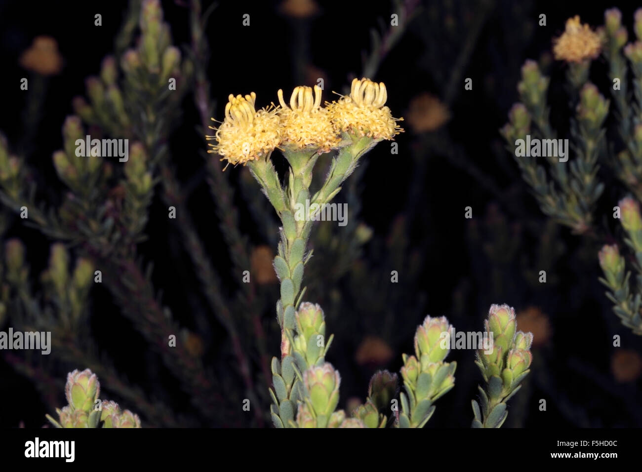 Malmesbury Conebush-Leucadendron thymifolium-Family Proteaceae-group Sandveld Conebushes- Family Proteaceae Stock Photo