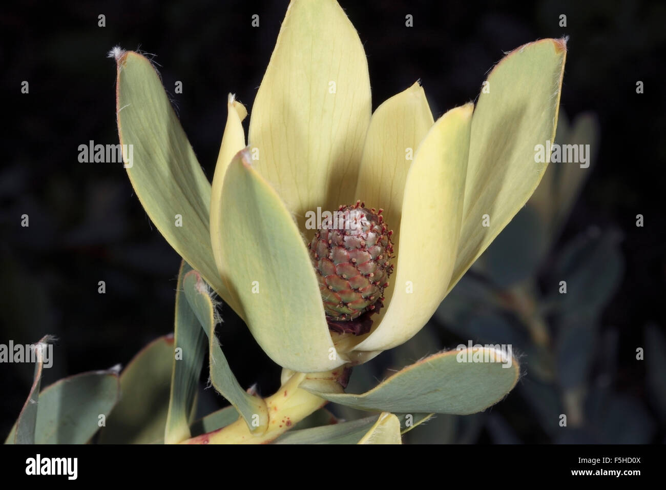 Close-up of Piketberg Conecush/Gold Flame Tips/ Red Conebush- Leucadendron discolor- Family Proteaceae Stock Photo
