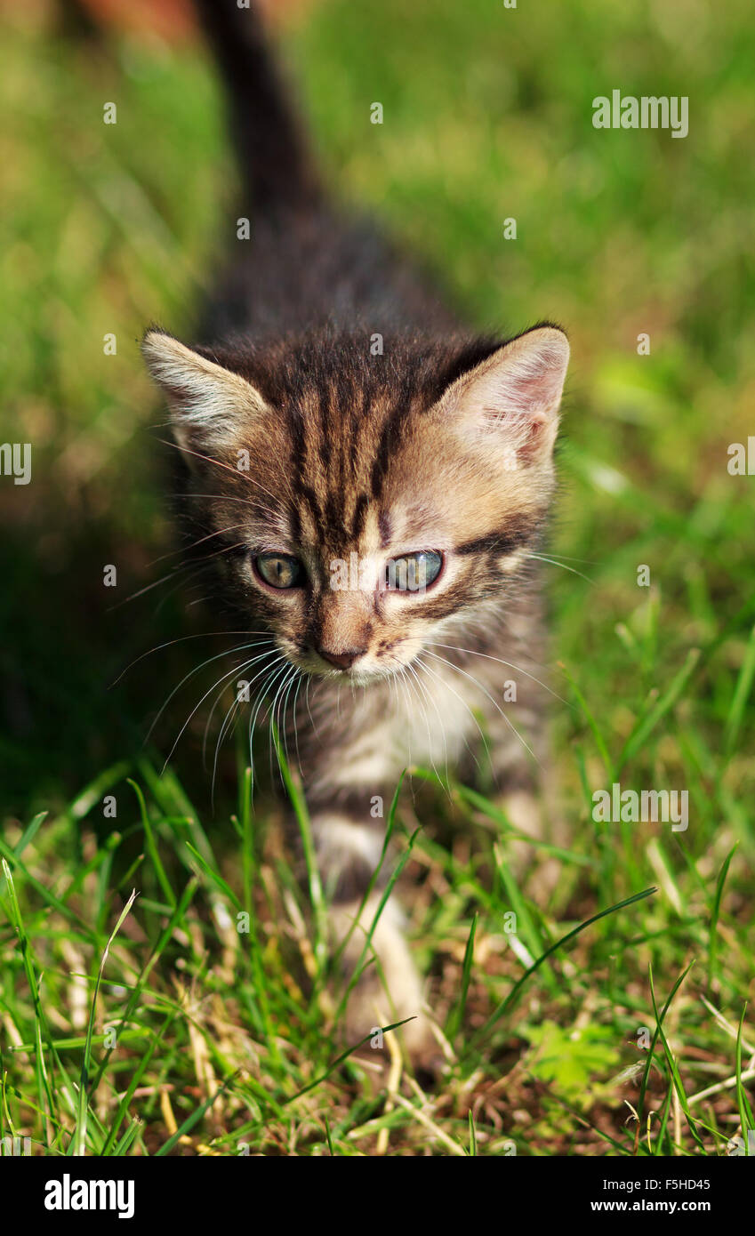 striped cat playing in the grass Stock Photo - Alamy