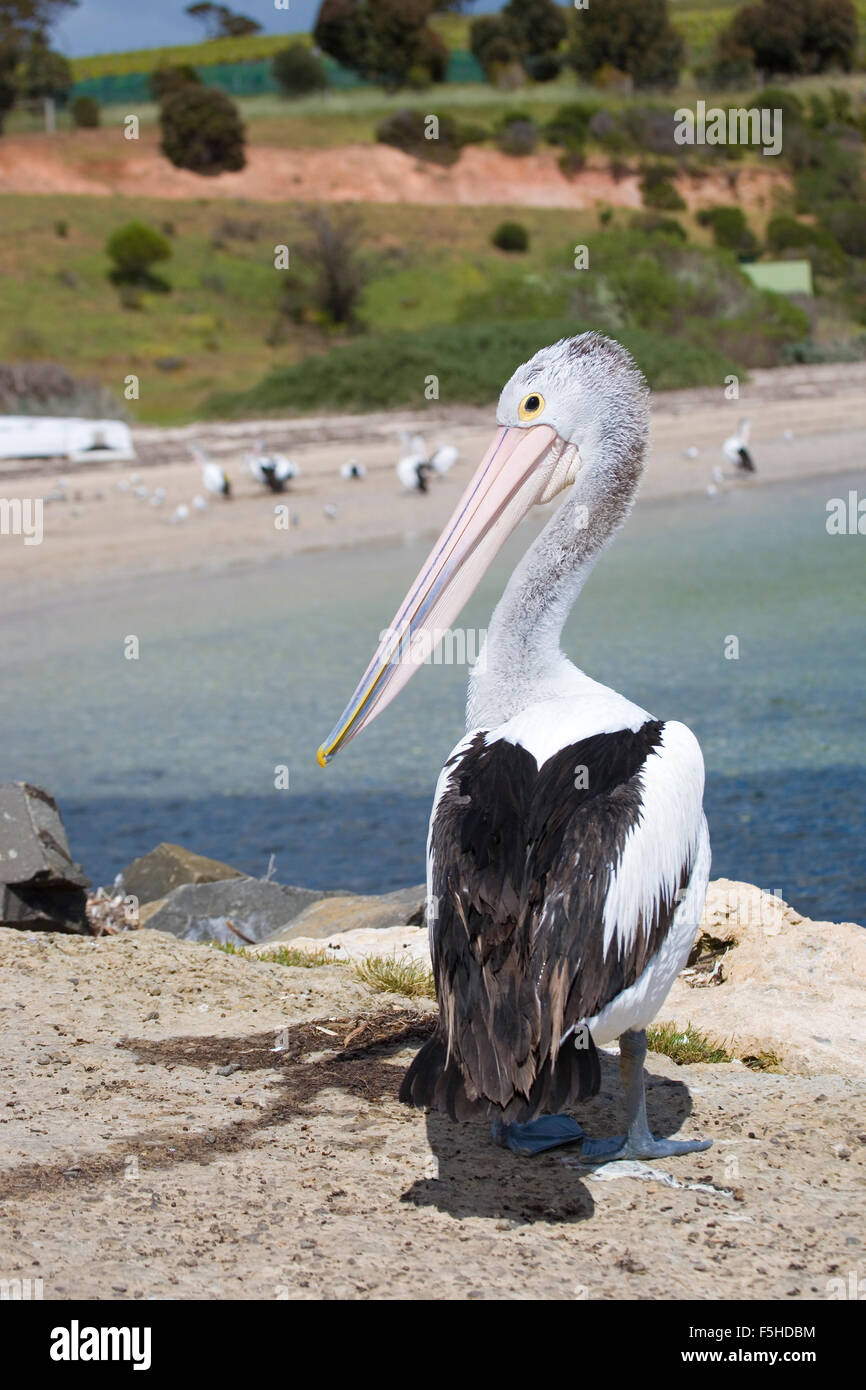 Pelican at seashore Stock Photo