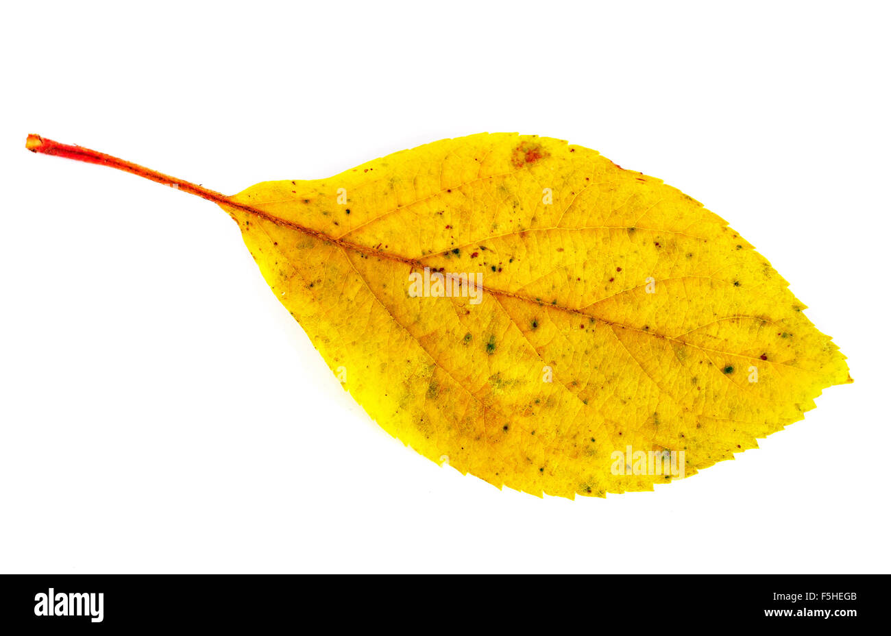 cherry leaf Stock Photo